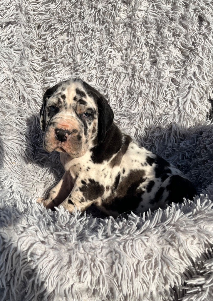 Des Terres De Limermont - Chiot disponible  - Dogue allemand