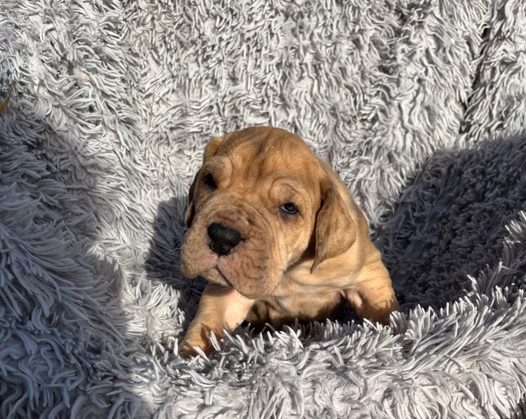 Des Terres De Limermont - Chiot disponible  - Dogue allemand