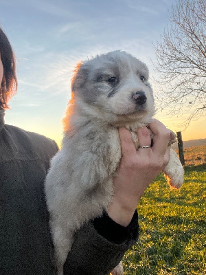 Male noir bleu merle