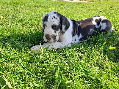 Des Terres De Limermont - Dogue allemand - Portée née le 25/04/2024