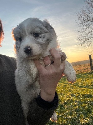 Male noir bleu merle