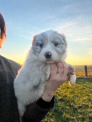 Male noir bleu merle