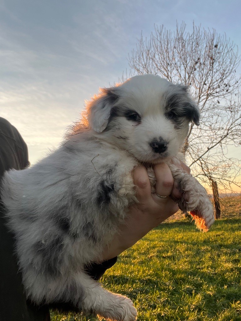 Des Terres De Limermont - Chiot disponible  - Berger Australien