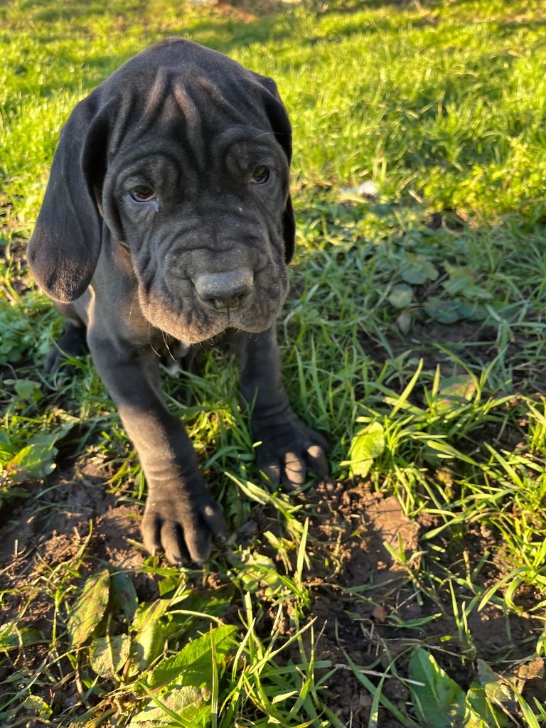 Des Terres De Limermont - Chiot disponible  - Dogue allemand