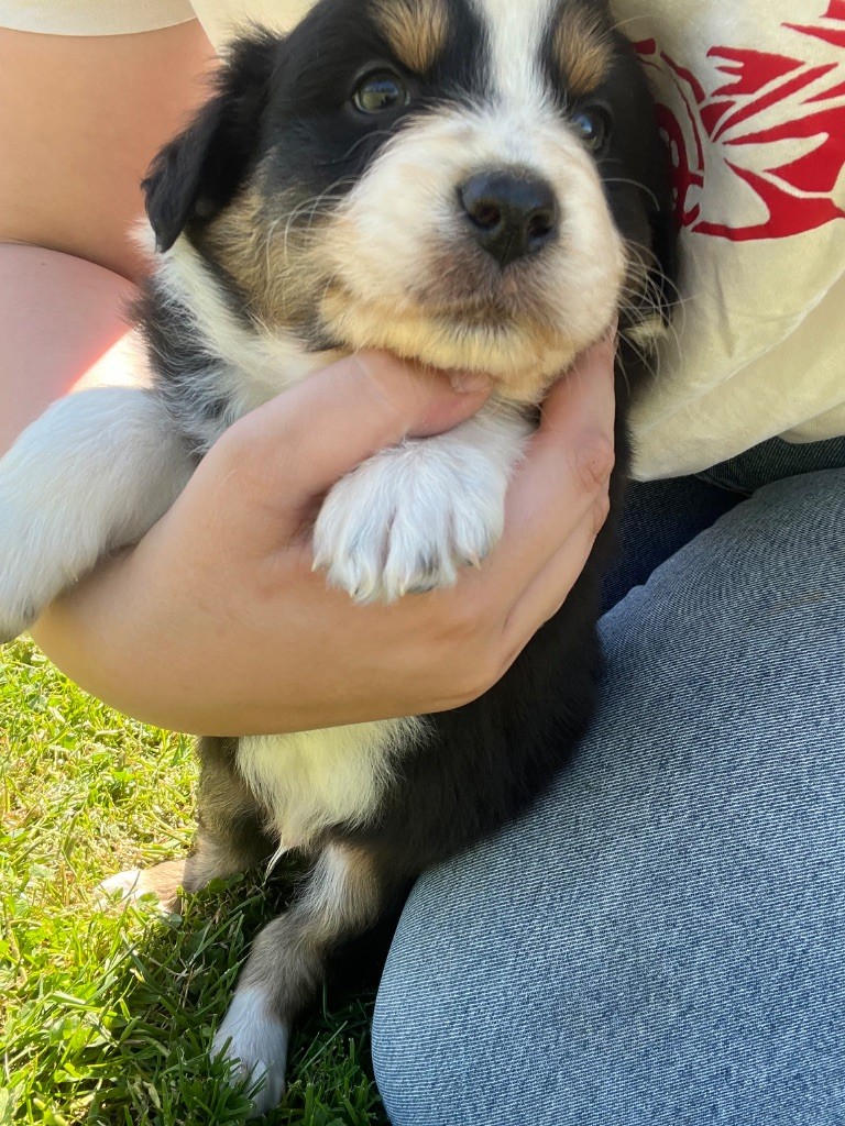 Des Terres De Limermont - Chiots disponibles - Berger Australien