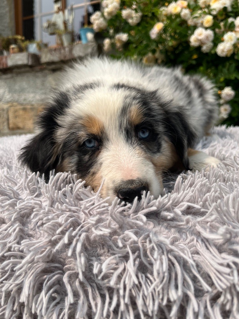 Des Terres De Limermont - Chiots disponibles - Berger Australien