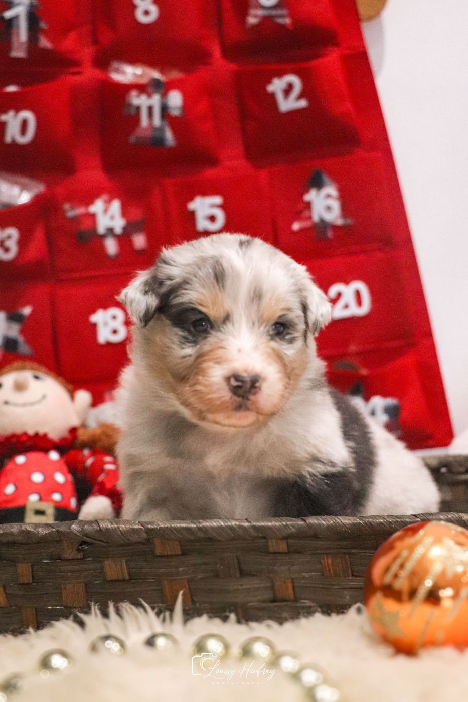 Des Terres De Limermont - Chiots disponibles - Berger Australien