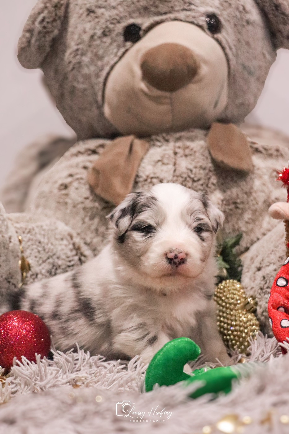 Des Terres De Limermont - Chiots disponibles - Berger Australien