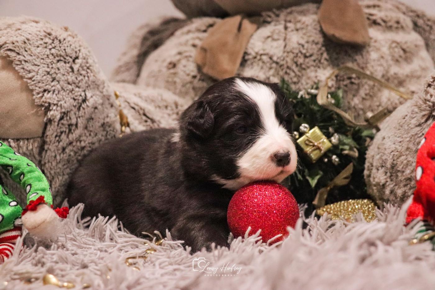 Des Terres De Limermont - Chiots disponibles - Berger Australien