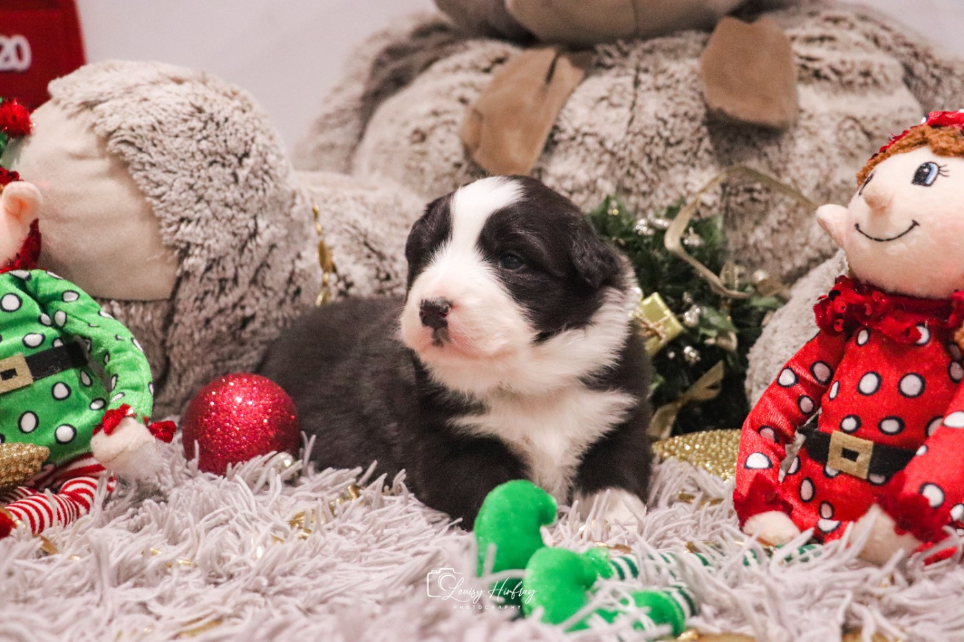 Des Terres De Limermont - Chiots disponibles - Berger Australien