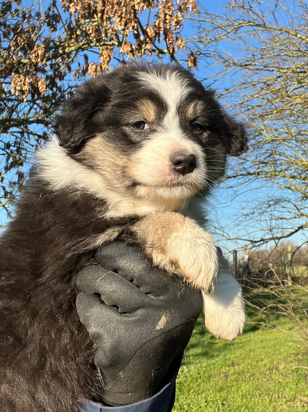 Des Terres De Limermont - Chiots disponibles - Berger Australien