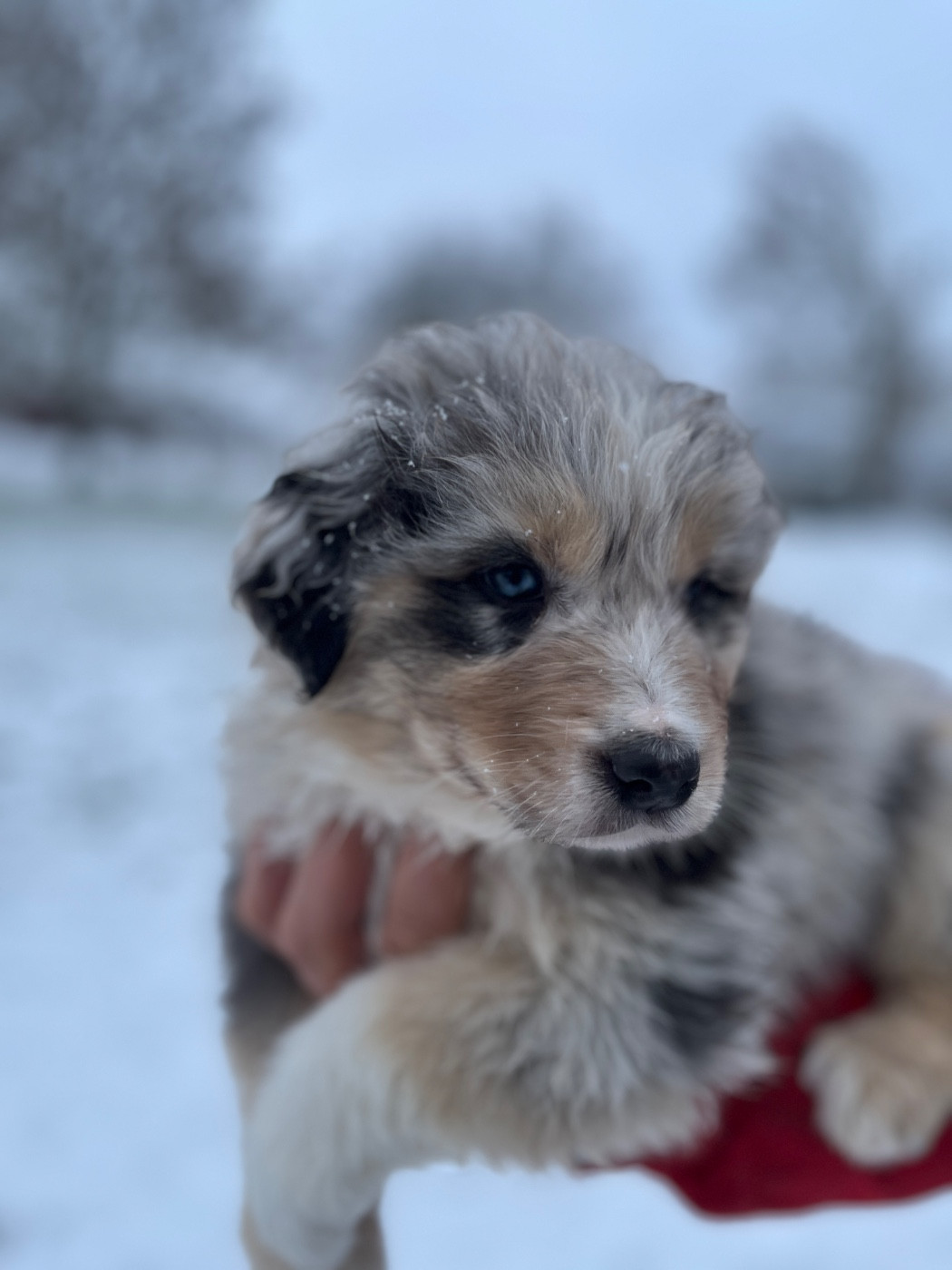 Des Terres De Limermont - Chiots disponibles - Berger Australien