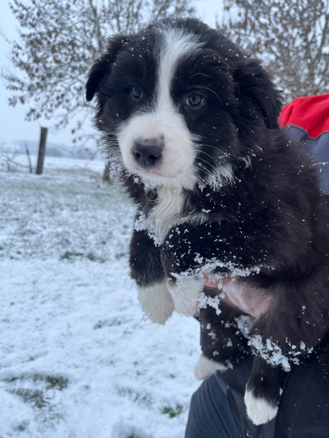 Des Terres De Limermont - Chiots disponibles - Berger Australien