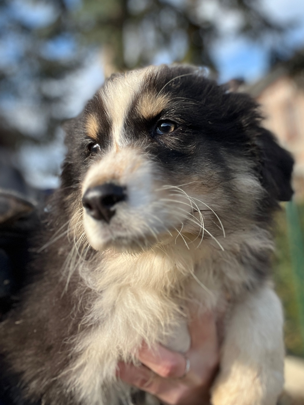 Des Terres De Limermont - Chiots disponibles - Berger Australien