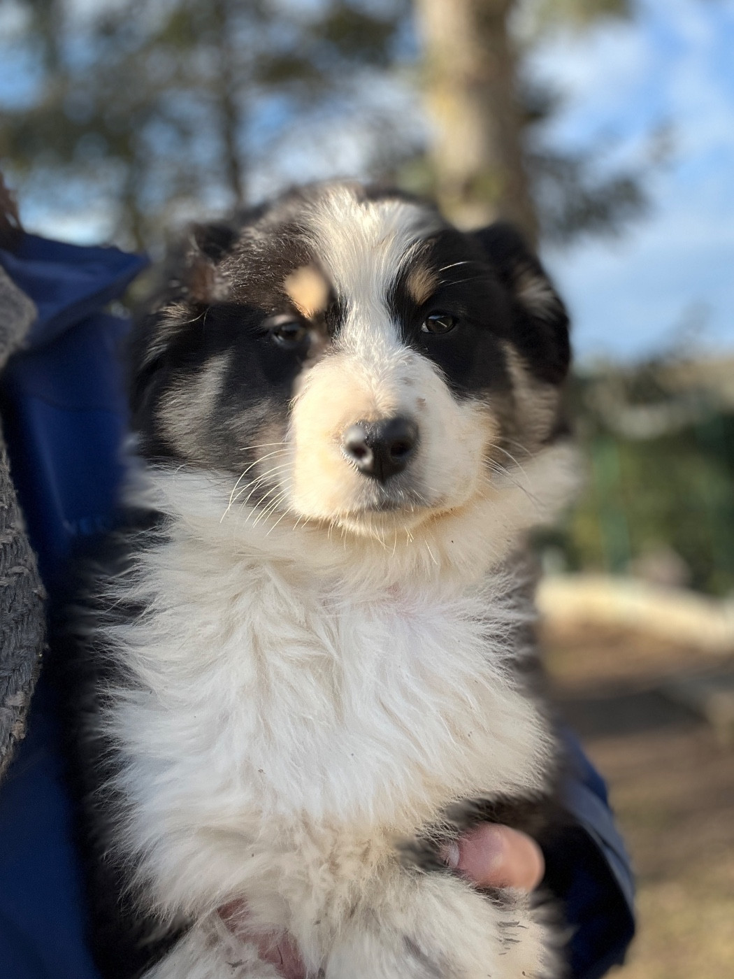 Des Terres De Limermont - Chiots disponibles - Berger Australien