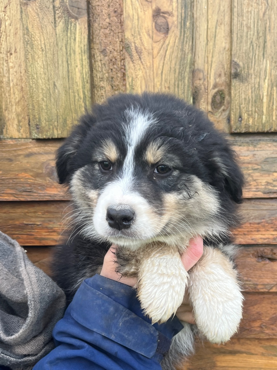 Des Terres De Limermont - Chiots disponibles - Berger Australien