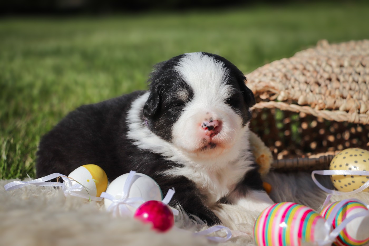 Des Terres De Limermont - Chiots disponibles - Berger Australien