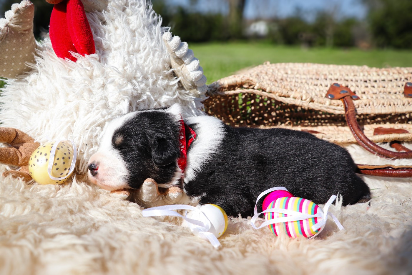 Des Terres De Limermont - Chiots disponibles - Berger Australien