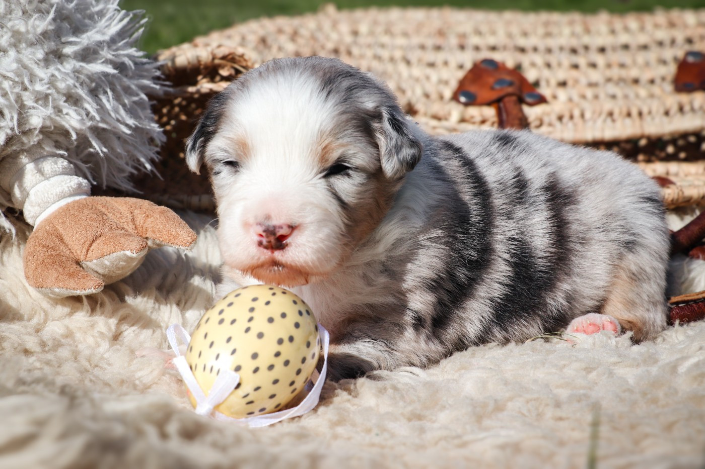 Des Terres De Limermont - Chiots disponibles - Berger Australien