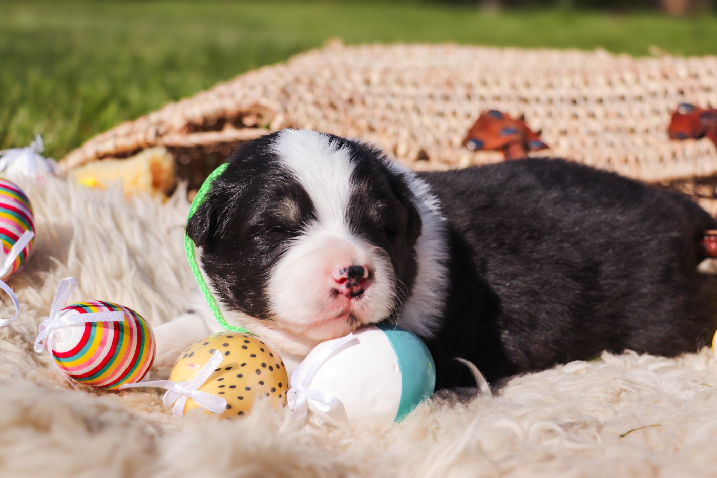 Des Terres De Limermont - Chiots disponibles - Berger Australien