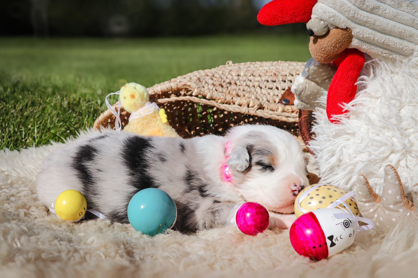 Des Terres De Limermont - Chiots disponibles - Berger Australien