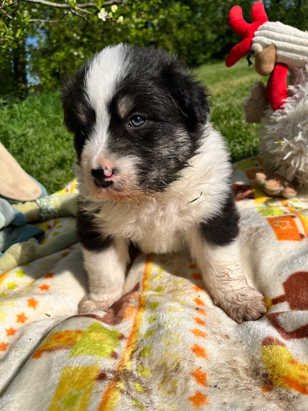 Des Terres De Limermont - Chiots disponibles - Berger Australien