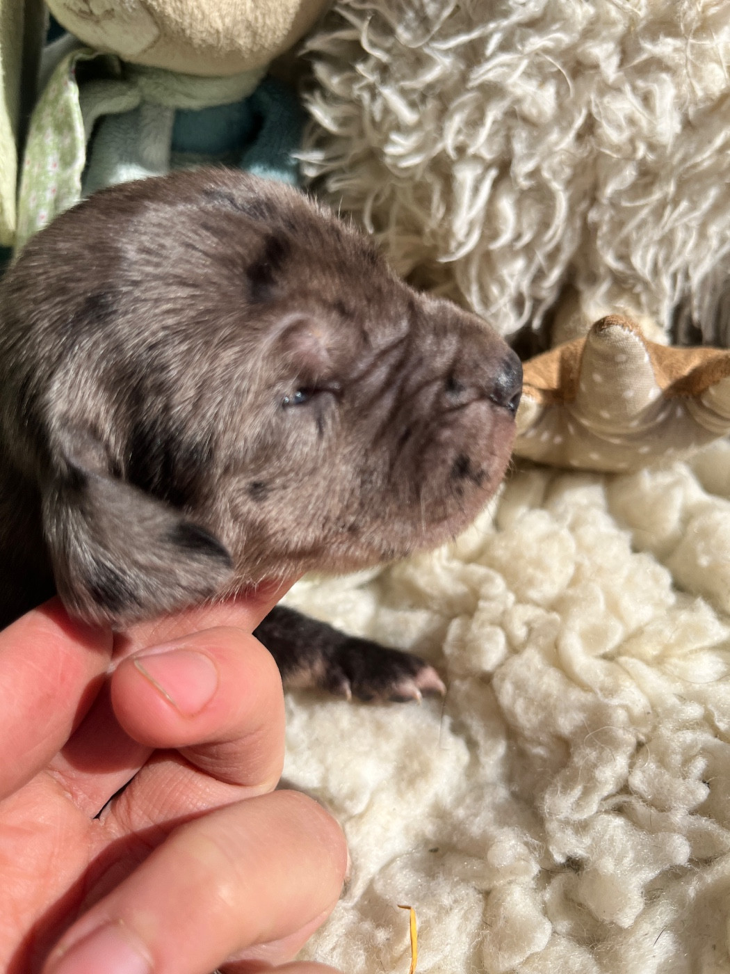 Des Terres De Limermont - Chiots disponibles - Dogue allemand