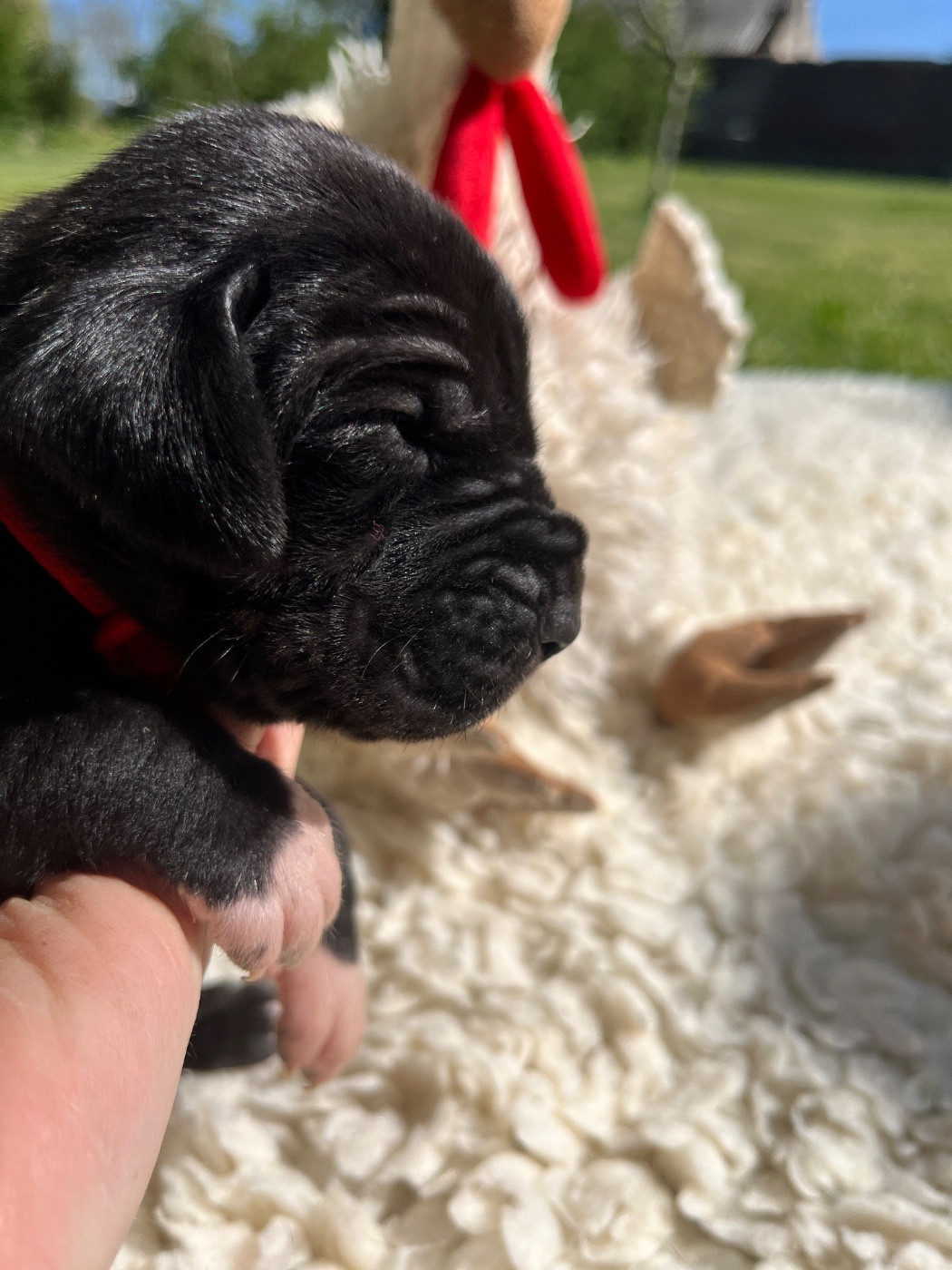 Des Terres De Limermont - Chiots disponibles - Dogue allemand