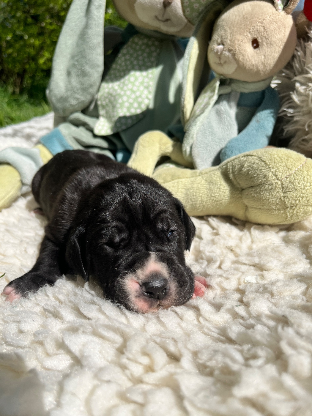 Des Terres De Limermont - Chiots disponibles - Dogue allemand