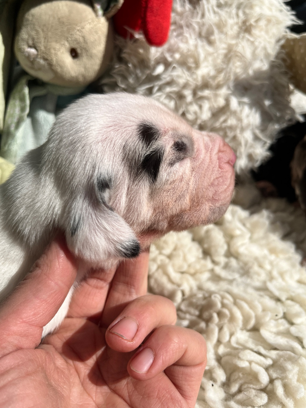 Des Terres De Limermont - Chiots disponibles - Dogue allemand