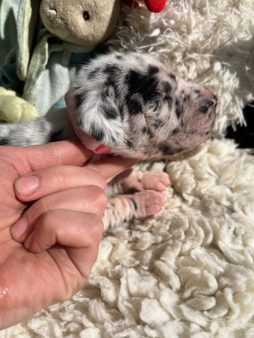 Des Terres De Limermont - Chiots disponibles - Dogue allemand