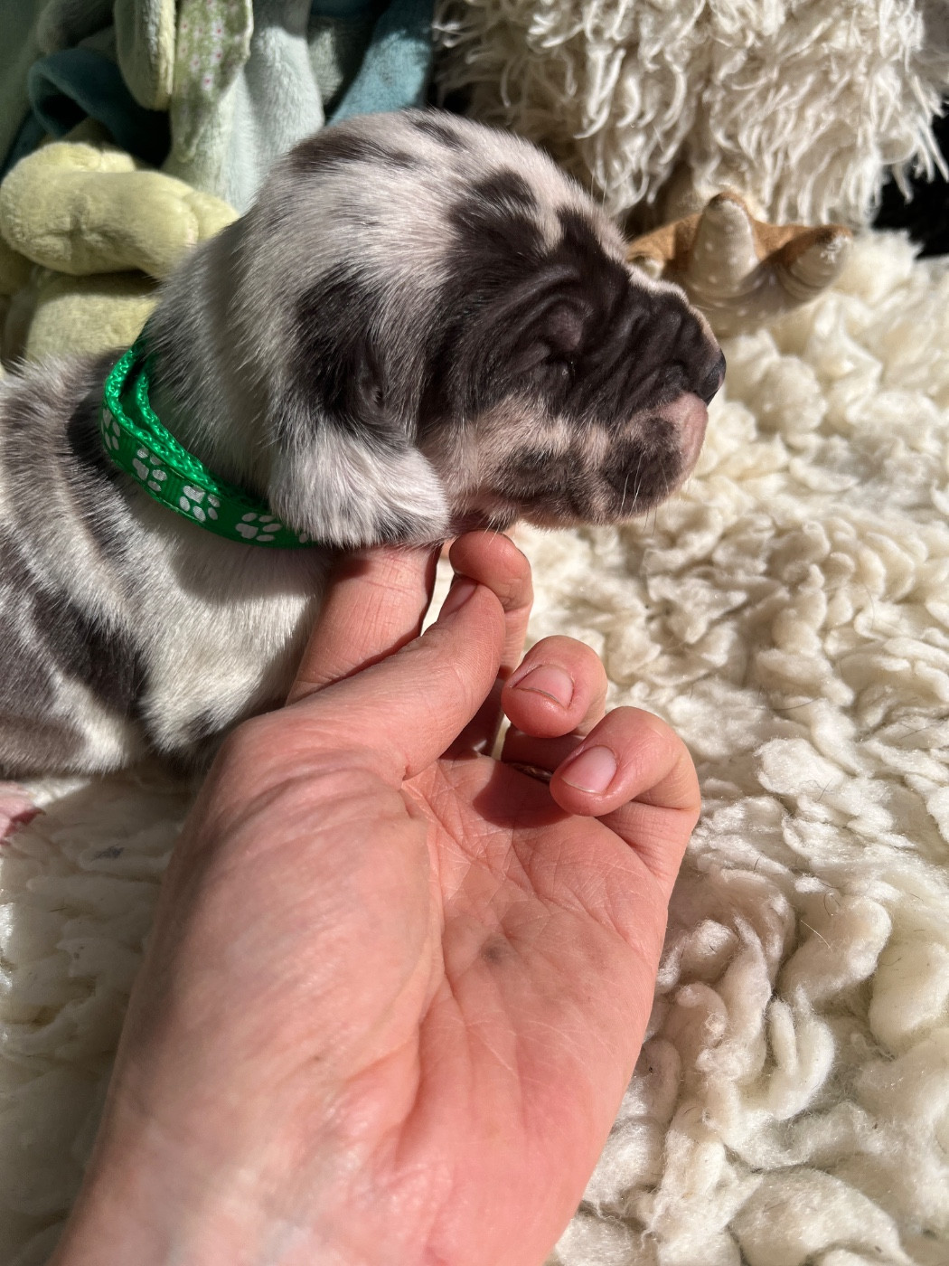 Des Terres De Limermont - Chiots disponibles - Dogue allemand