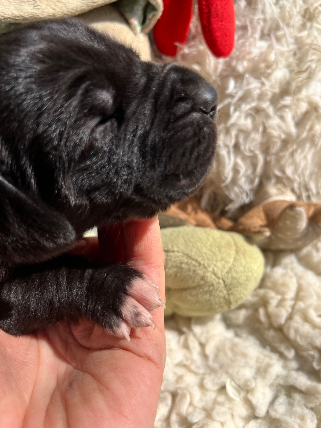 Des Terres De Limermont - Chiots disponibles - Dogue allemand