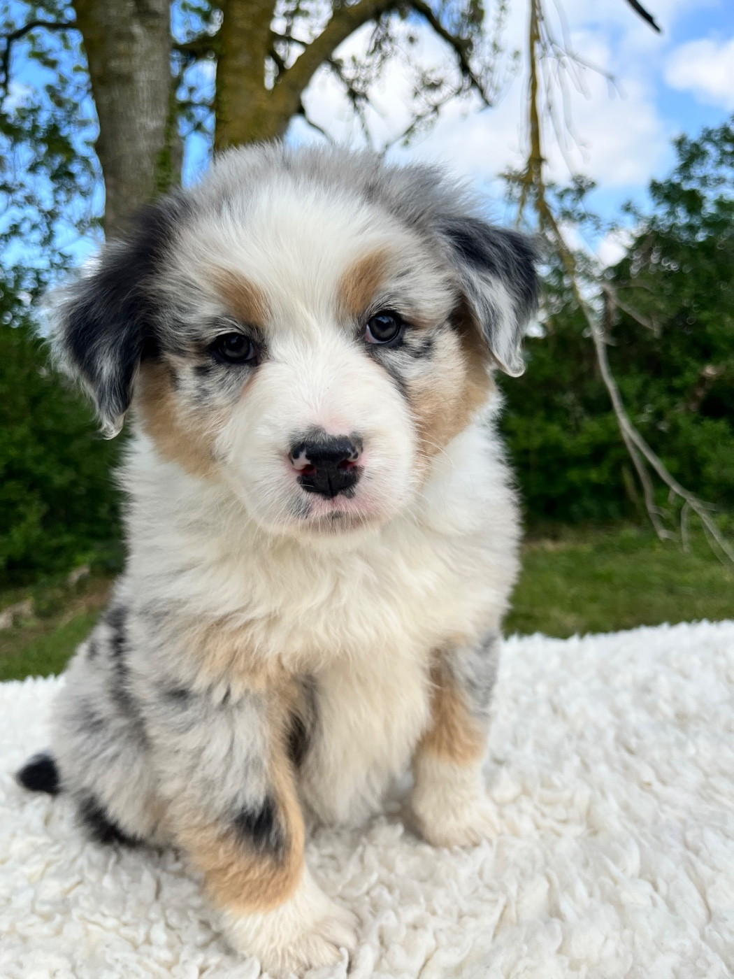 Des Terres De Limermont - Chiots disponibles - Berger Australien