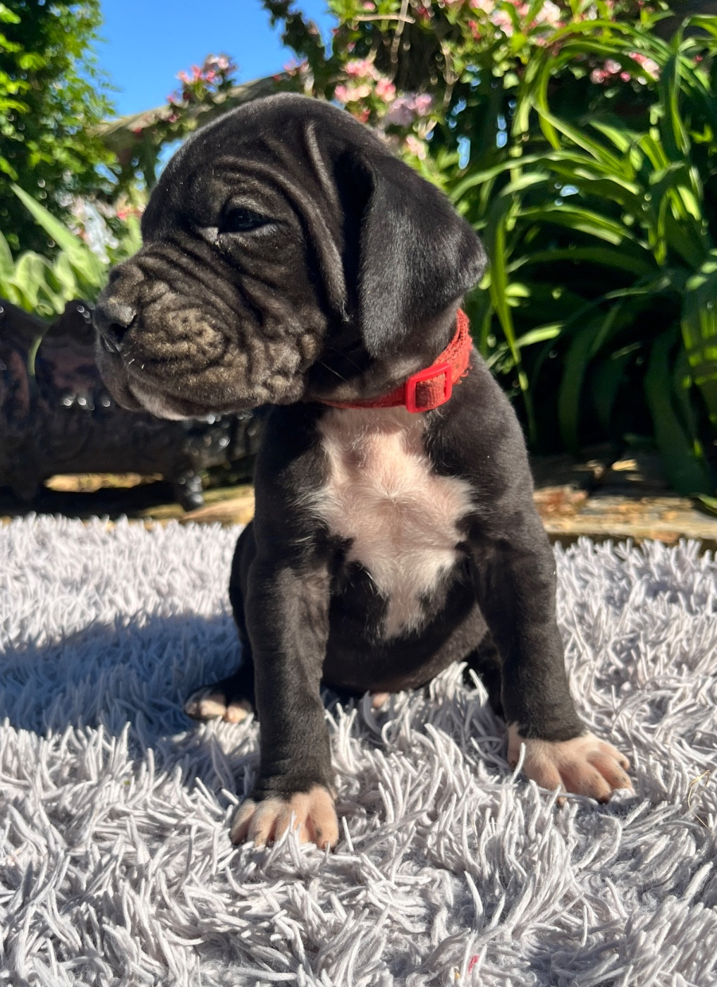 Des Terres De Limermont - Chiots disponibles - Dogue allemand