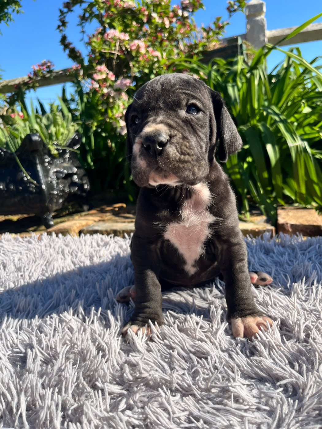 Des Terres De Limermont - Chiots disponibles - Dogue allemand