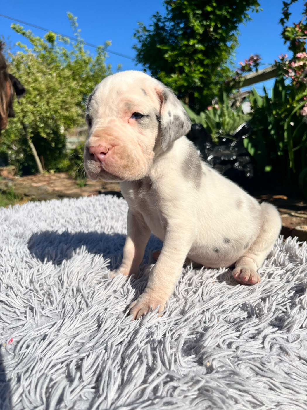 Des Terres De Limermont - Chiots disponibles - Dogue allemand