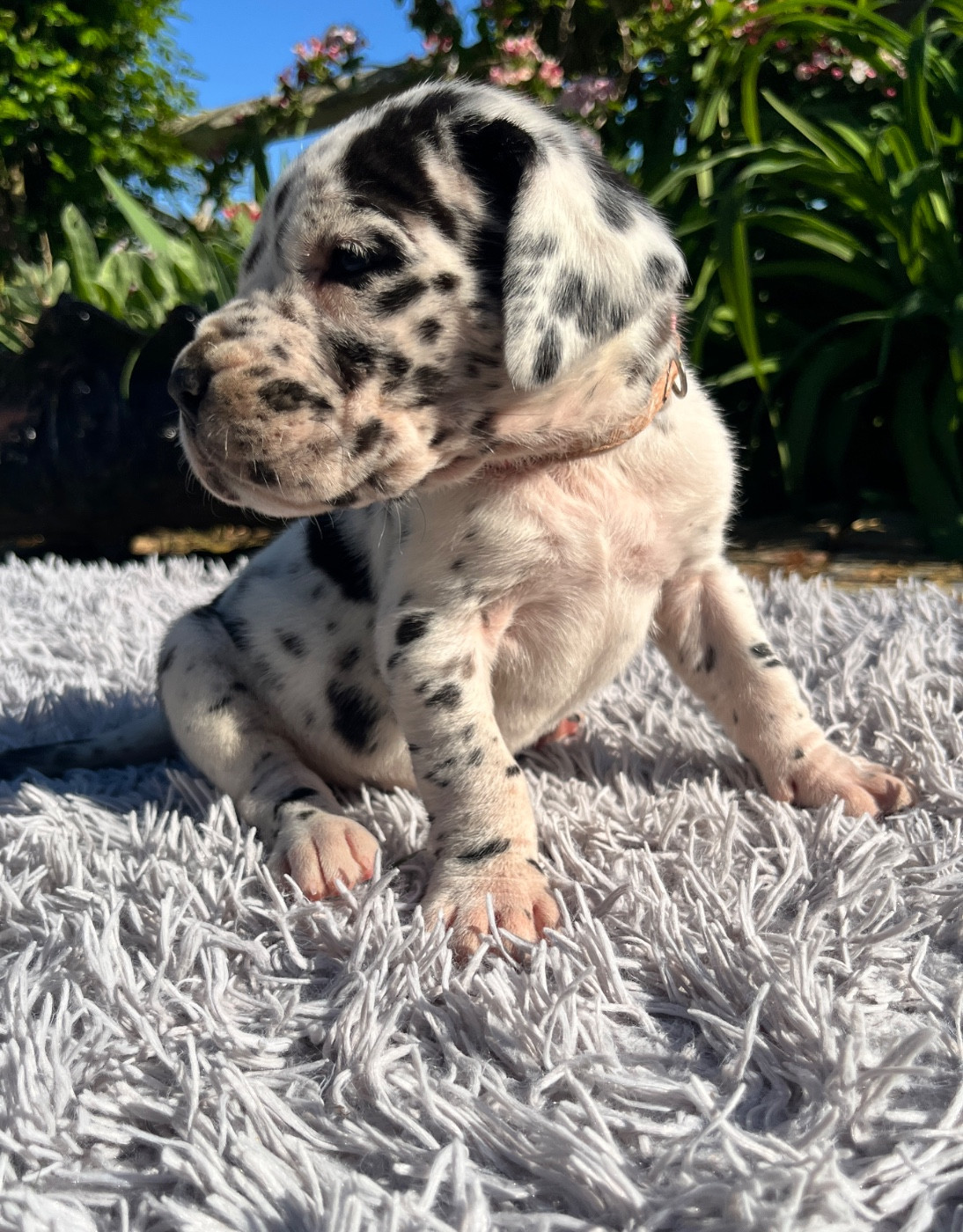 Des Terres De Limermont - Chiots disponibles - Dogue allemand