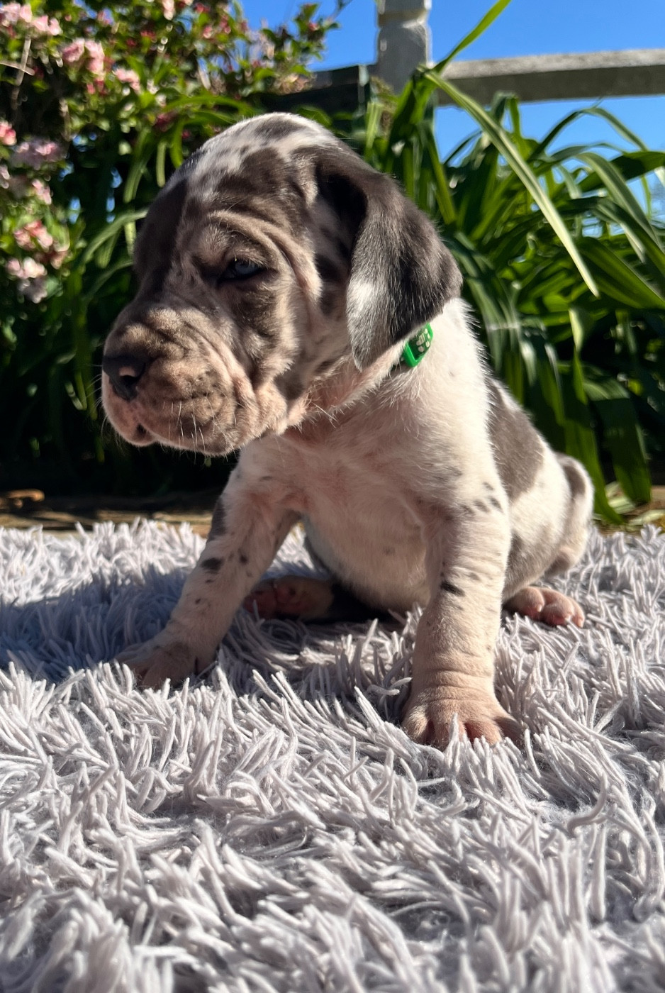 Des Terres De Limermont - Chiots disponibles - Dogue allemand