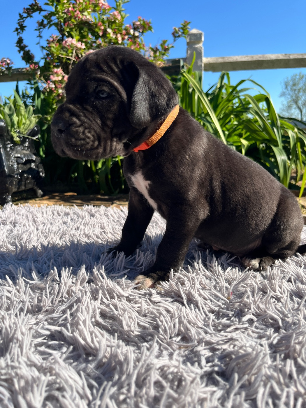 Des Terres De Limermont - Chiots disponibles - Dogue allemand