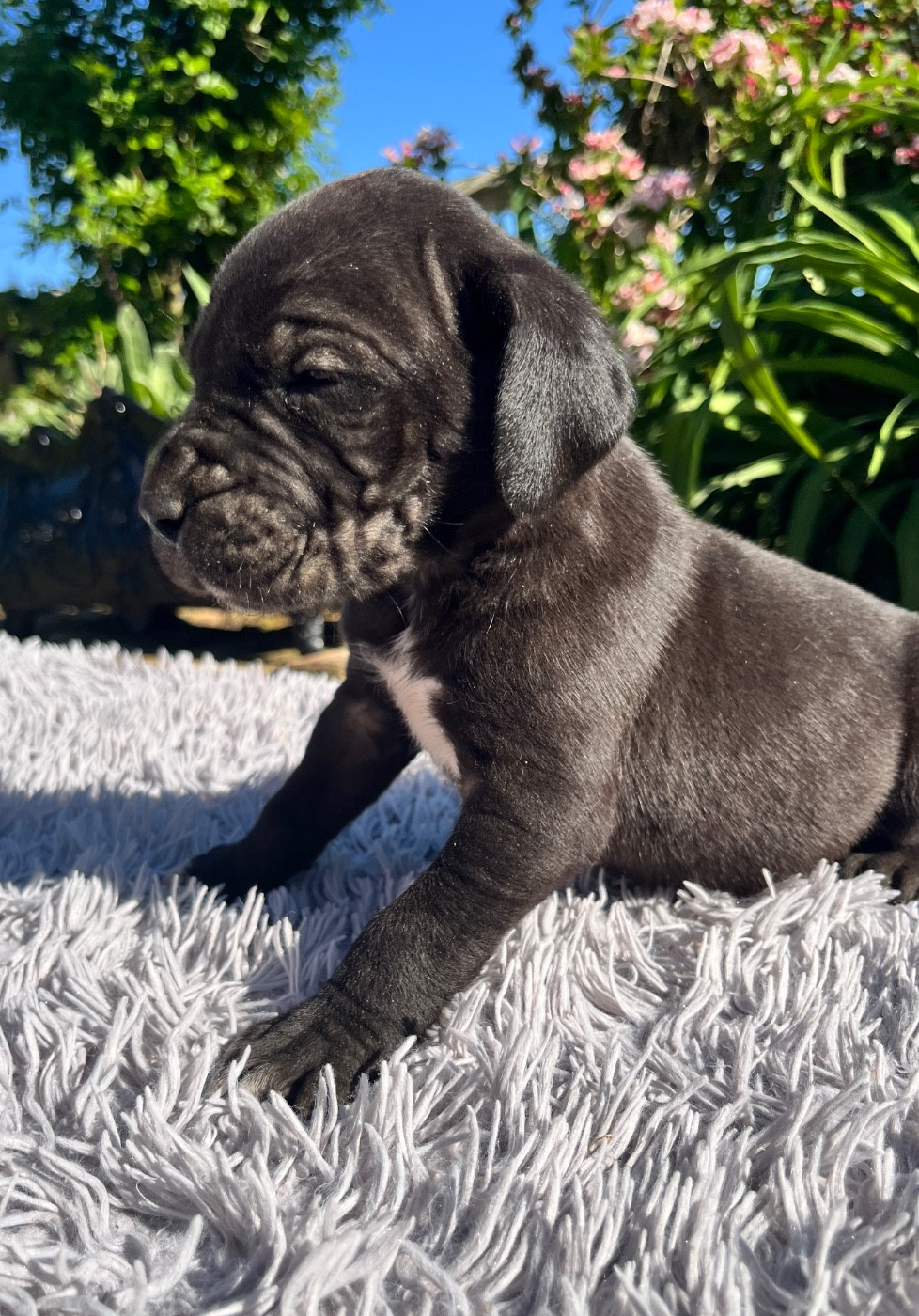 Des Terres De Limermont - Chiots disponibles - Dogue allemand