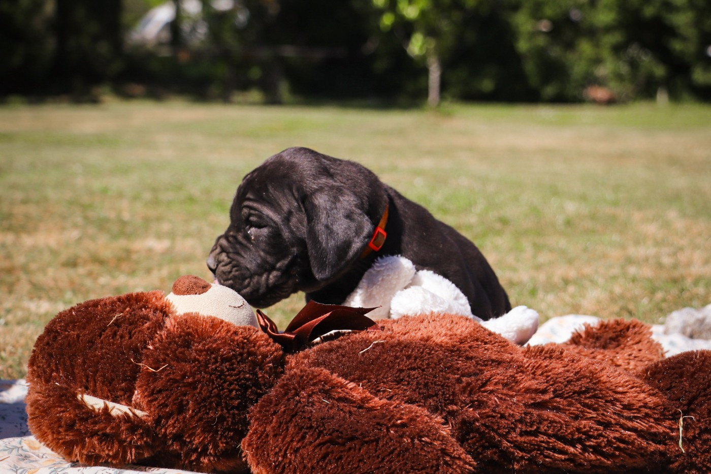 Des Terres De Limermont - Chiots disponibles - Dogue allemand