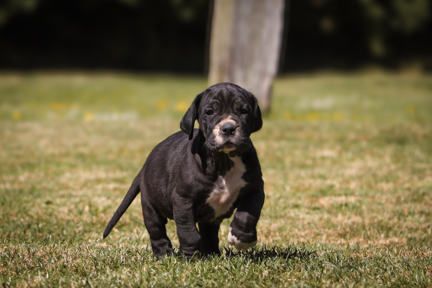 Des Terres De Limermont - Chiots disponibles - Dogue allemand