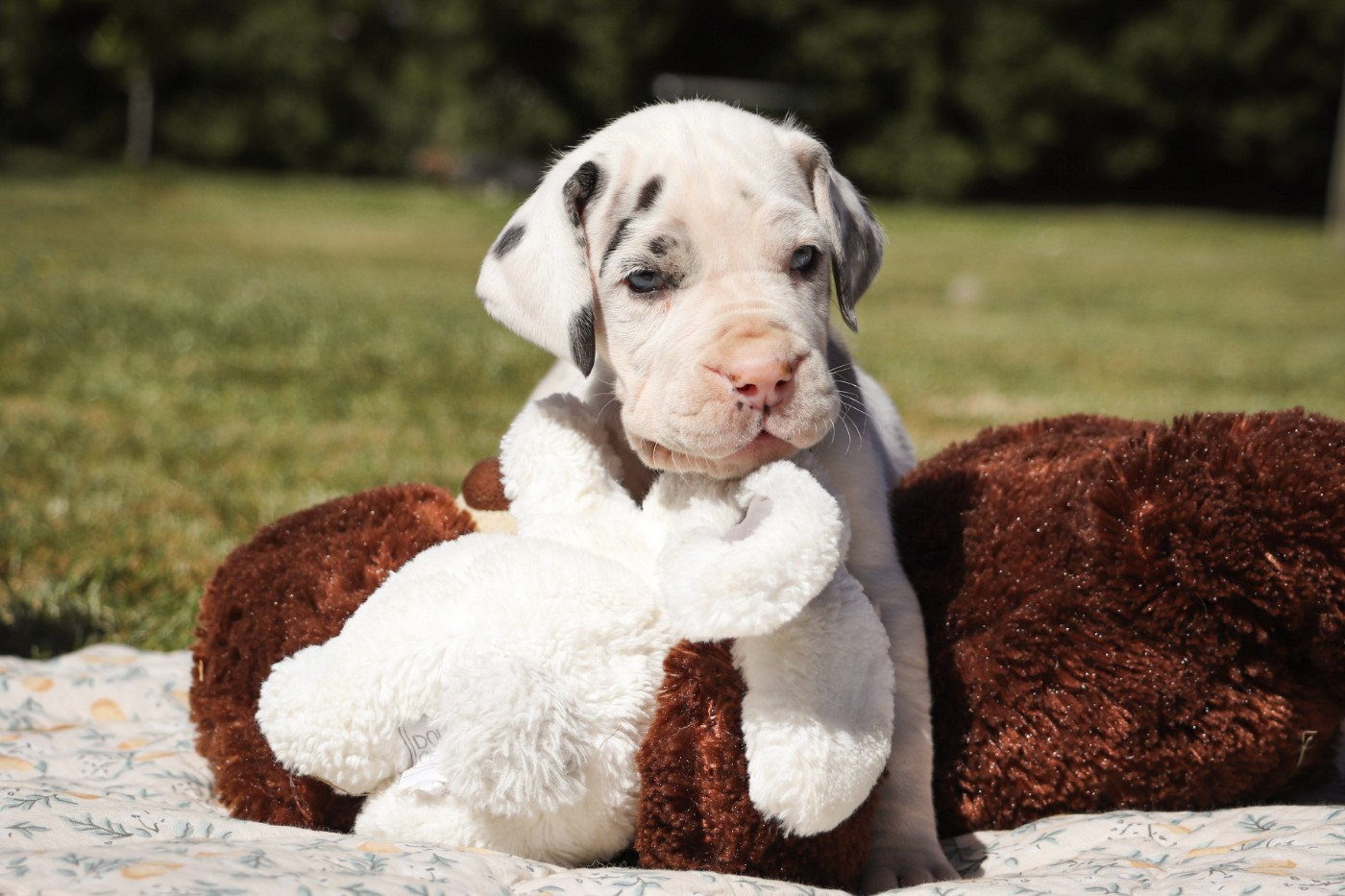 Des Terres De Limermont - Chiots disponibles - Dogue allemand