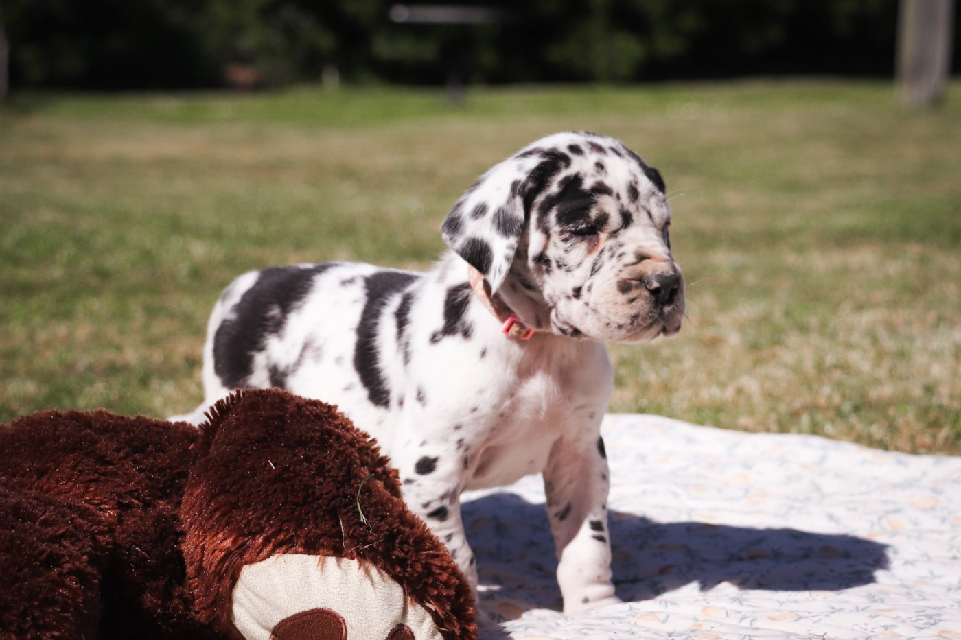 Des Terres De Limermont - Chiots disponibles - Dogue allemand