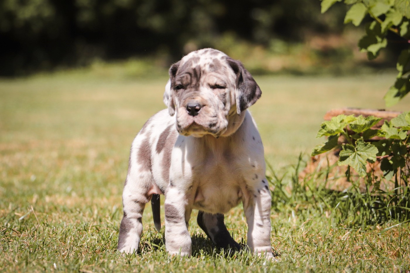 Des Terres De Limermont - Chiots disponibles - Dogue allemand