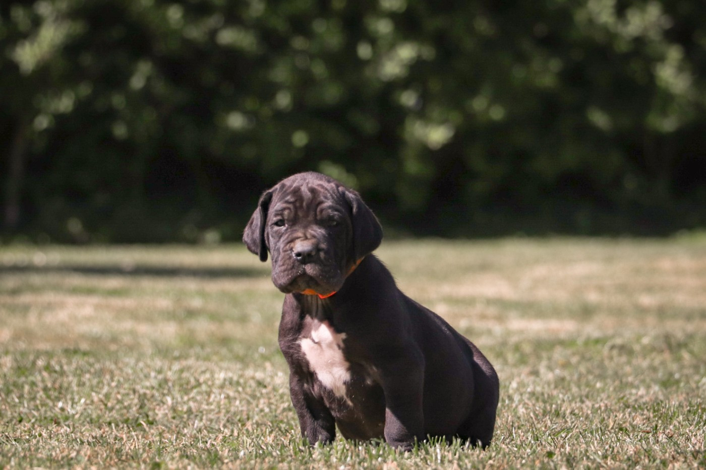 Des Terres De Limermont - Chiots disponibles - Dogue allemand