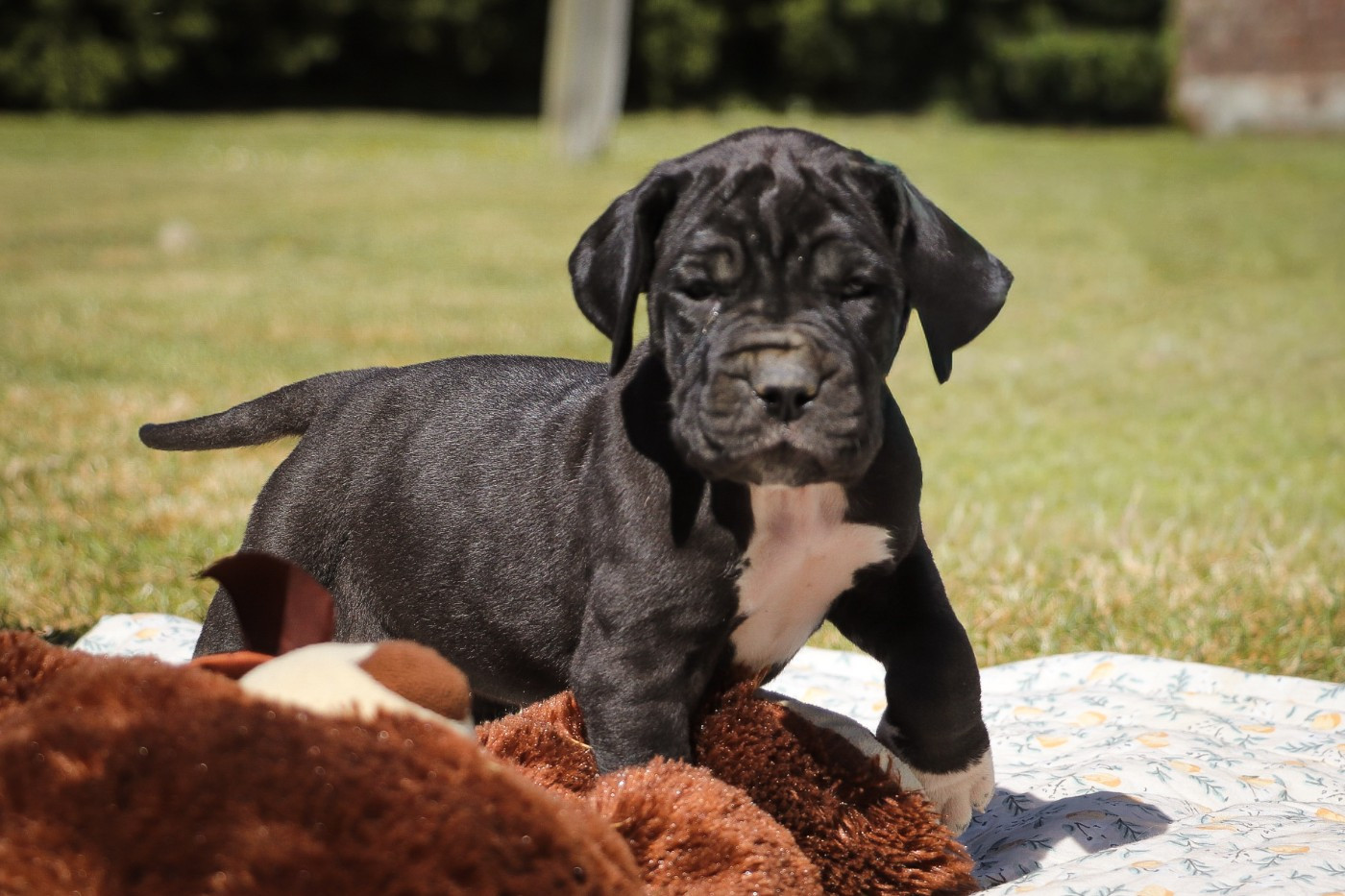 Des Terres De Limermont - Chiots disponibles - Dogue allemand