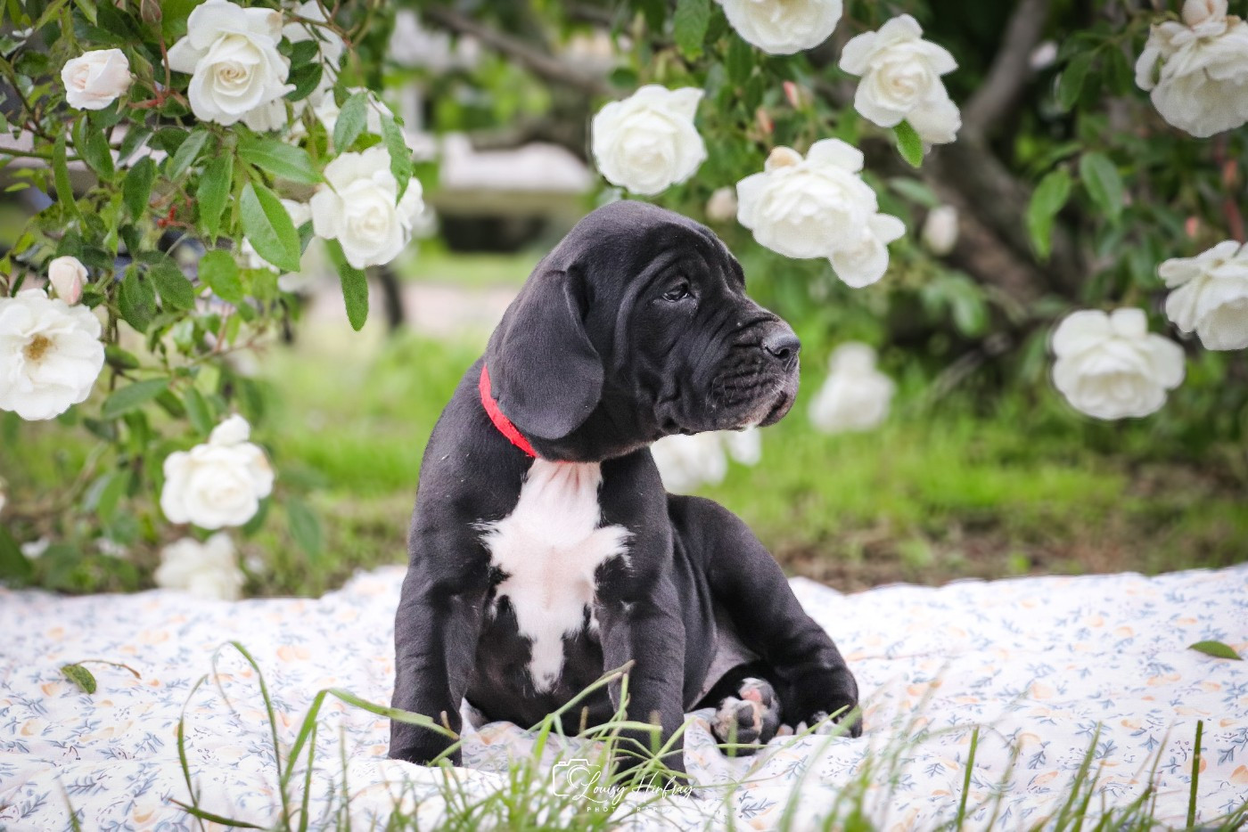 Des Terres De Limermont - Chiots disponibles - Dogue allemand