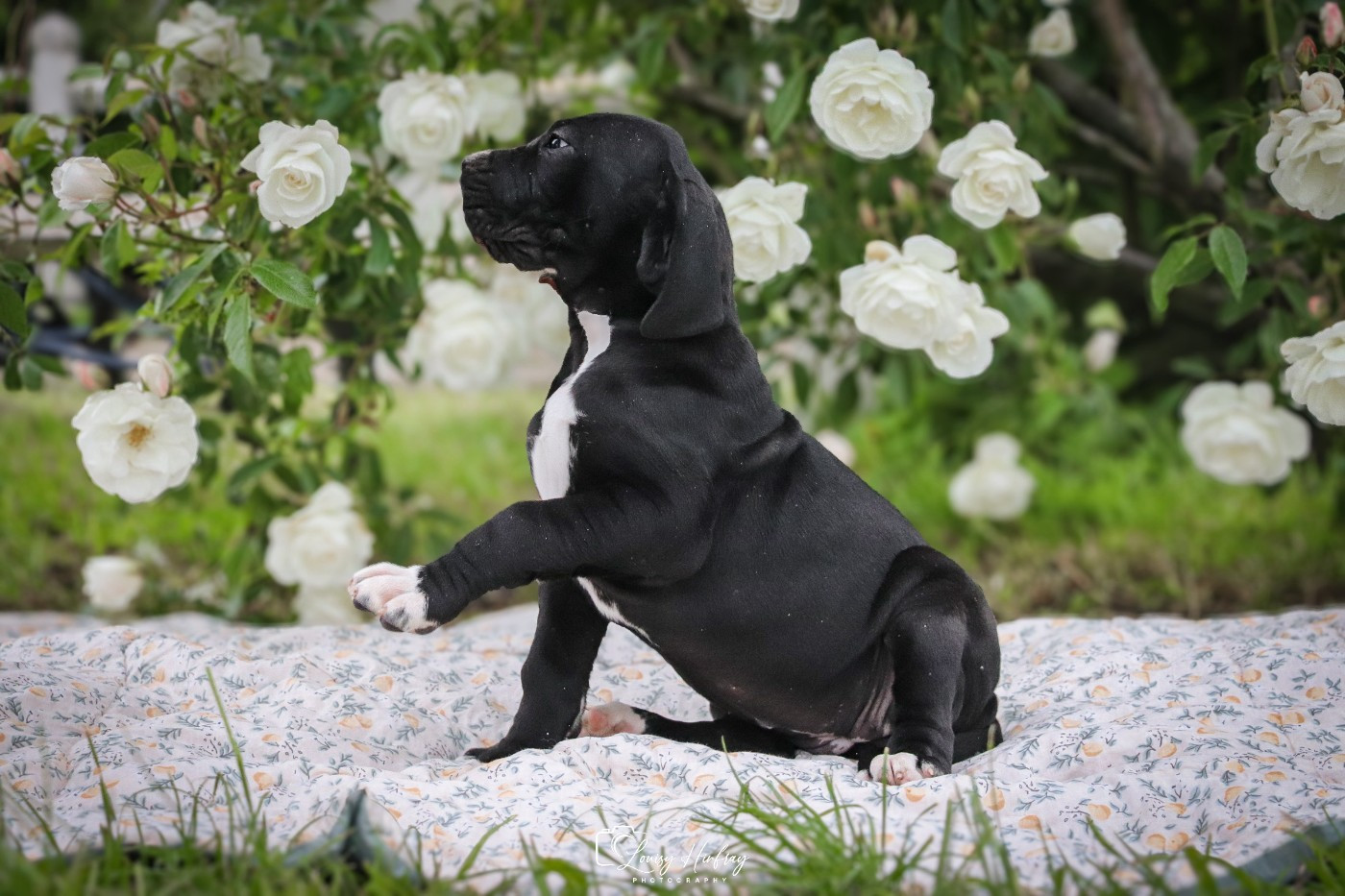 Des Terres De Limermont - Chiots disponibles - Dogue allemand